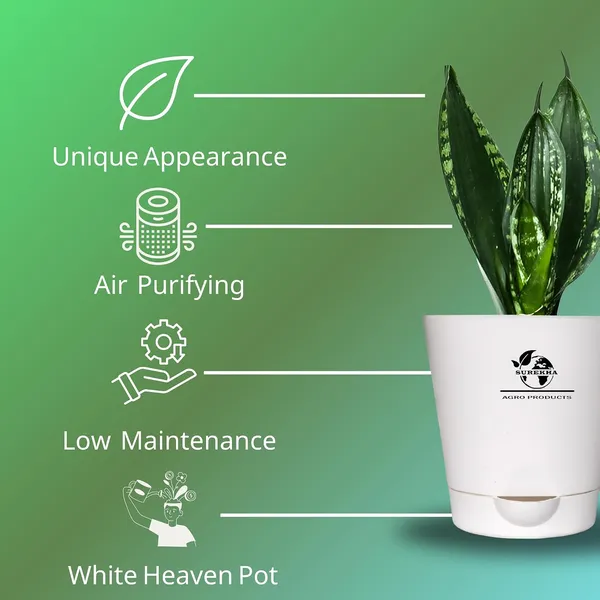 Snake_Plant_(_Sansevieria_Whitney)_With_Self_Watering_Pot