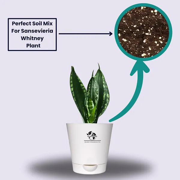 Snake_Plant_(_Sansevieria_Whitney)_With_Self_Watering_Pot
