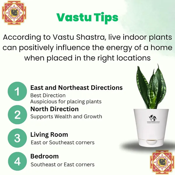 Snake_Plant_(_Sansevieria_Whitney)_With_Self_Watering_Pot