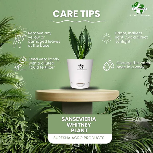 Snake_Plant_(_Sansevieria_Whitney)_With_Self_Watering_Pot