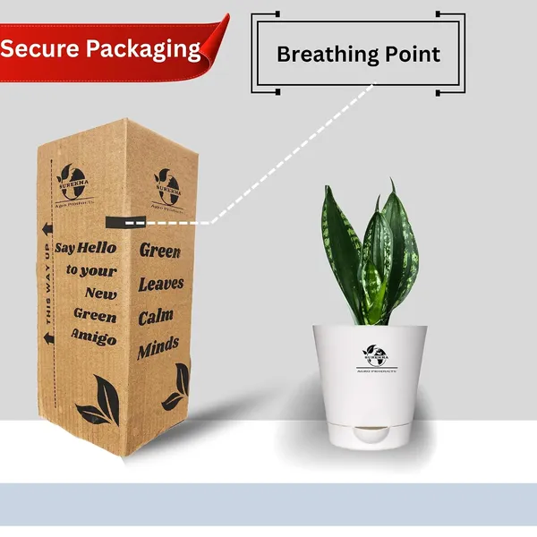 Snake_Plant_(_Sansevieria_Whitney)_With_Self_Watering_Pot