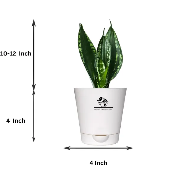 Snake_Plant_(_Sansevieria_Whitney)_With_Self_Watering_Pot