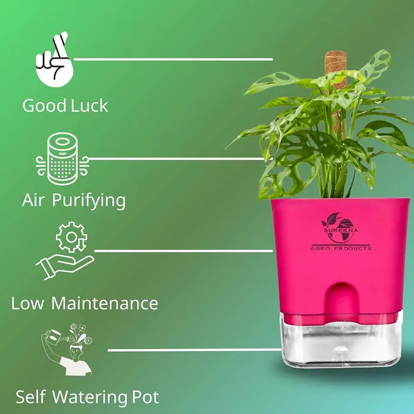 Philodendron_Broken_Heart_Plant_With_Self_Watering_Pot
