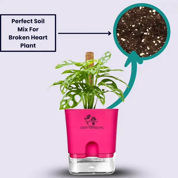 Philodendron_Broken_Heart_Plant_With_Self_Watering_Pot