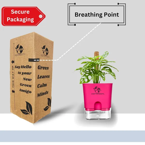 Philodendron_Broken_Heart_Plant_With_Self_Watering_Pot