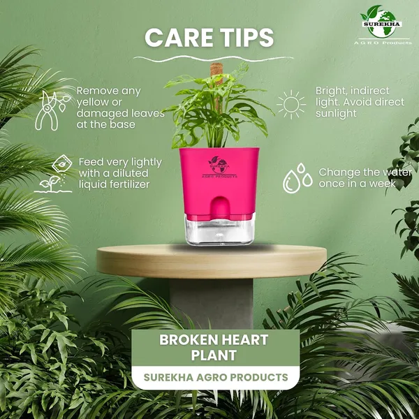 Philodendron_Broken_Heart_Plant_With_Self_Watering_Pot