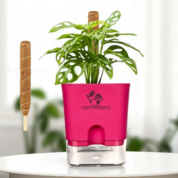 Philodendron_Broken_Heart_Plant_With_Self_Watering_Pot
