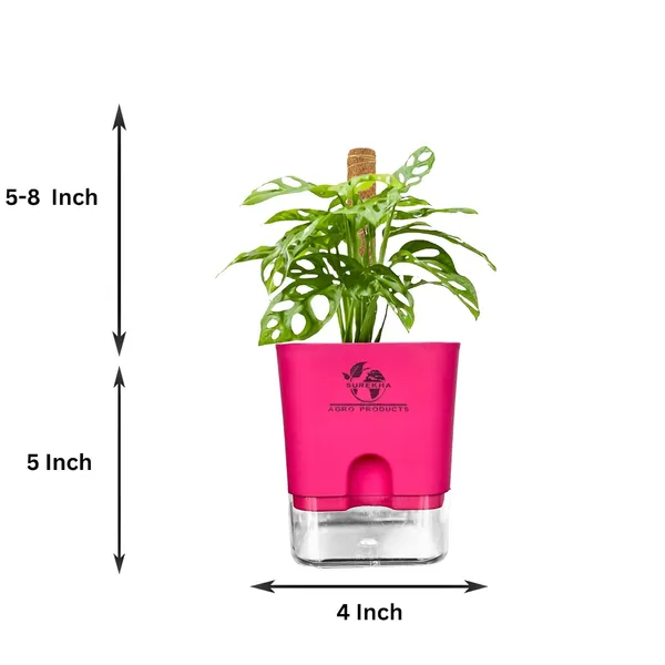 Philodendron_Broken_Heart_Plant_With_Self_Watering_Pot