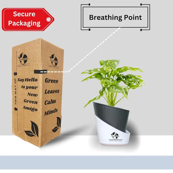 Philodendron_Broken_Heart_Plant_With_Self_Watering_Pot