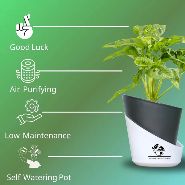 Philodendron_Broken_Heart_Plant_With_Self_Watering_Pot