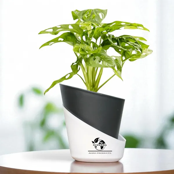 Philodendron_Broken_Heart_Plant_With_Self_Watering_Pot