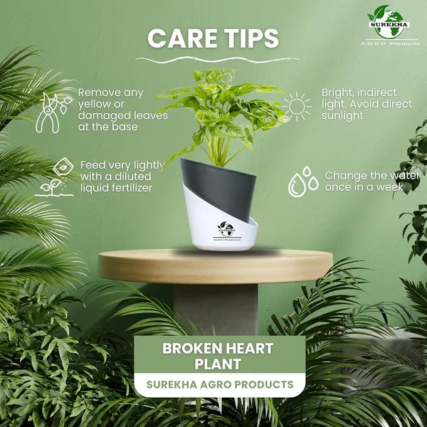 Philodendron_Broken_Heart_Plant_With_Self_Watering_Pot