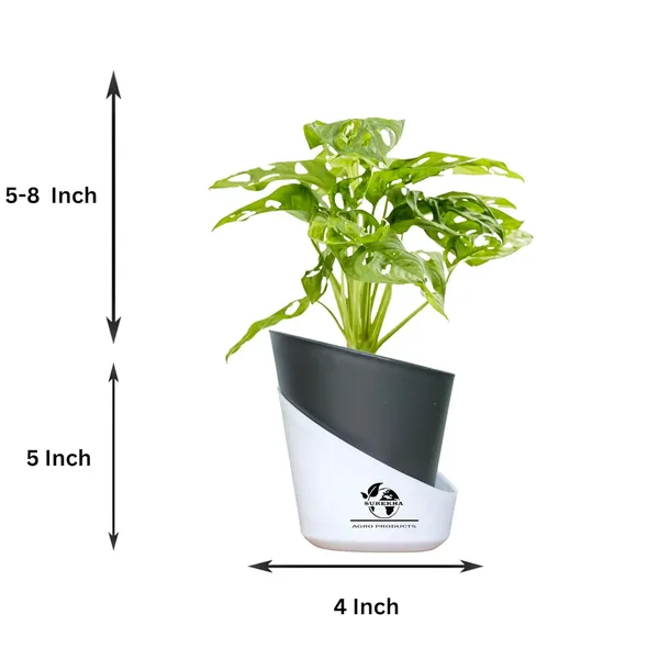 Philodendron_Broken_Heart_Plant_With_Self_Watering_Pot
