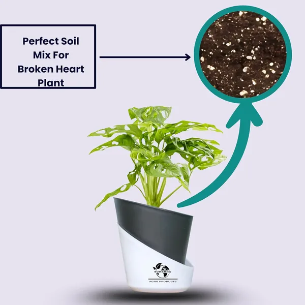 Philodendron_Broken_Heart_Plant_With_Self_Watering_Pot