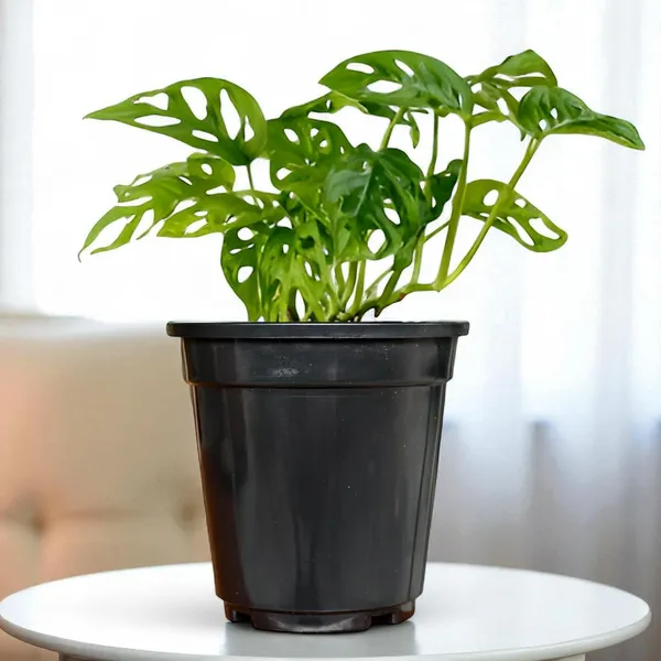 Philodendron_Broken_Heart_Plant_With_Self_Watering_Pot