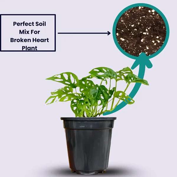 Philodendron_Broken_Heart_Plant_With_Self_Watering_Pot