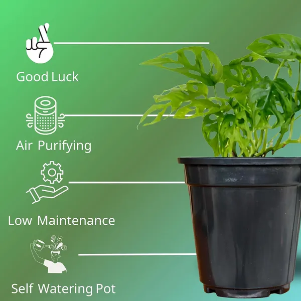 Philodendron_Broken_Heart_Plant_With_Self_Watering_Pot
