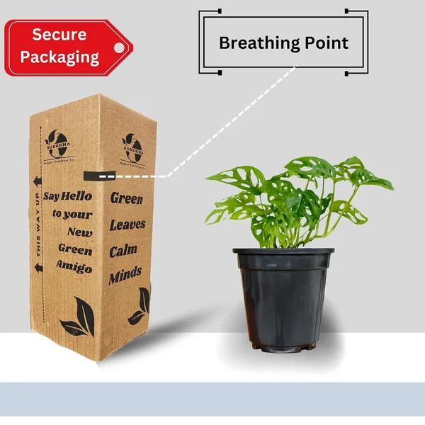 Philodendron_Broken_Heart_Plant_With_Self_Watering_Pot