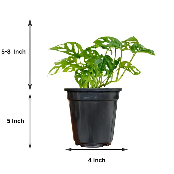 Philodendron_Broken_Heart_Plant_With_Self_Watering_Pot