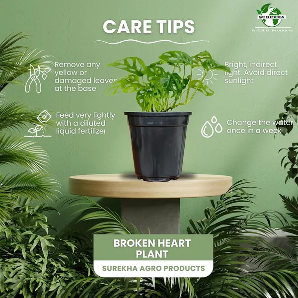 Philodendron_Broken_Heart_Plant_With_Self_Watering_Pot