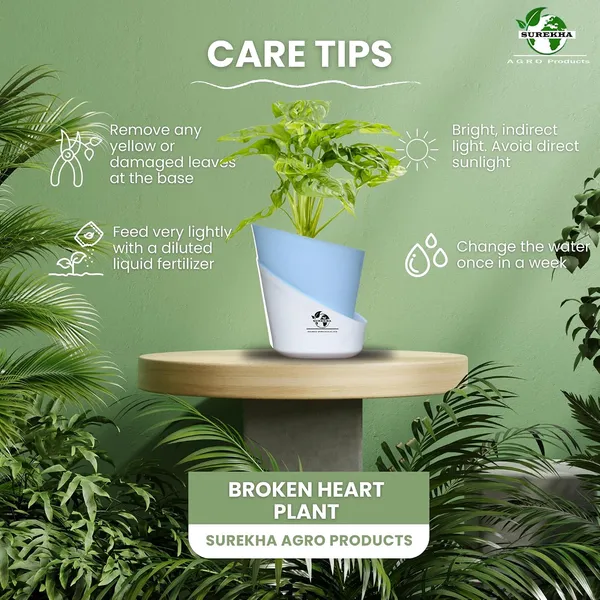 Philodendron_Broken_Heart_Plant_With_Self_Watering_Pot