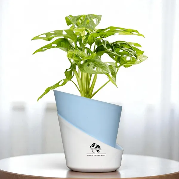 Philodendron_Broken_Heart_Plant_With_Self_Watering_Pot
