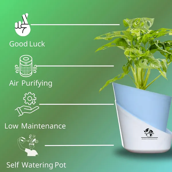 Philodendron_Broken_Heart_Plant_With_Self_Watering_Pot