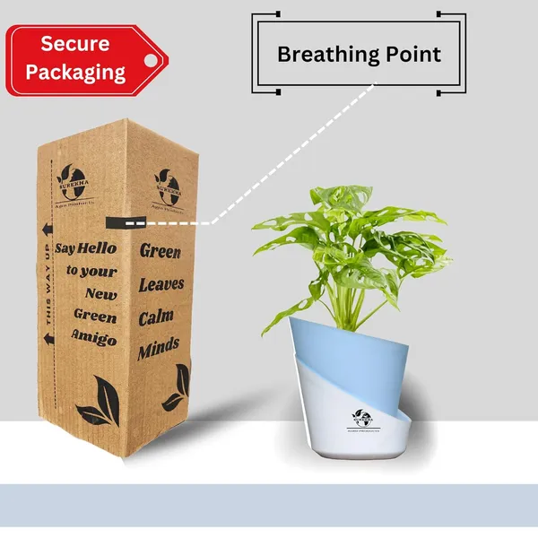 Philodendron_Broken_Heart_Plant_With_Self_Watering_Pot