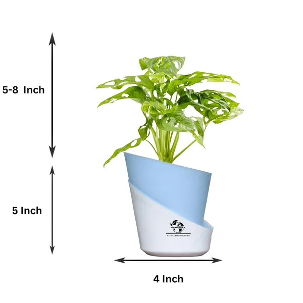 Philodendron_Broken_Heart_Plant_With_Self_Watering_Pot