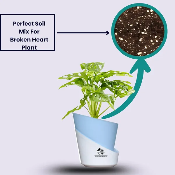 Philodendron_Broken_Heart_Plant_With_Self_Watering_Pot