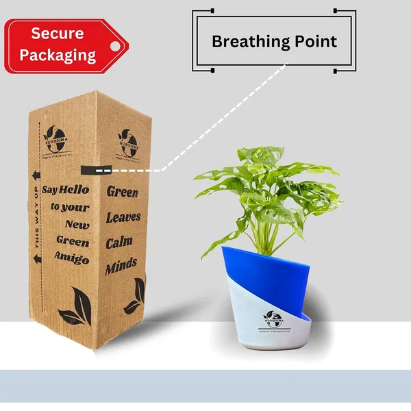 Philodendron_Broken_Heart_Plant_With_Self_Watering_Pot