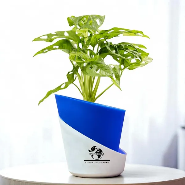 Philodendron_Broken_Heart_Plant_With_Self_Watering_Pot