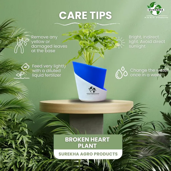 Philodendron_Broken_Heart_Plant_With_Self_Watering_Pot