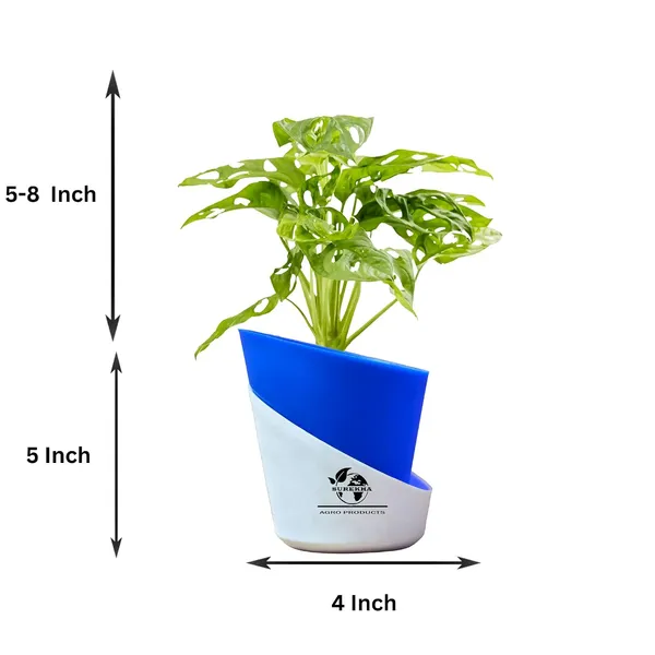 Philodendron_Broken_Heart_Plant_With_Self_Watering_Pot