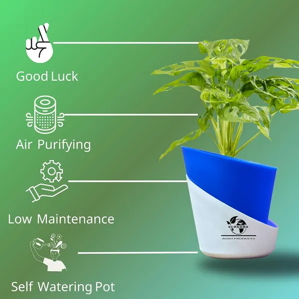 Philodendron_Broken_Heart_Plant_With_Self_Watering_Pot