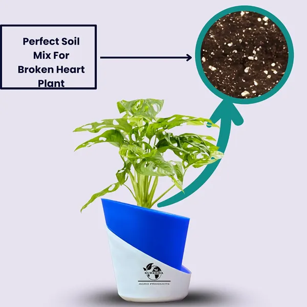 Philodendron_Broken_Heart_Plant_With_Self_Watering_Pot