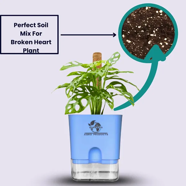 Philodendron_Broken_Heart_Plant_With_Self_Watering_Pot