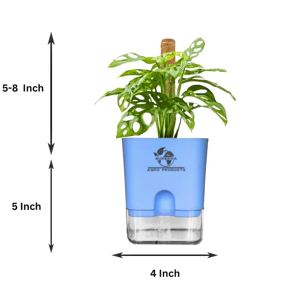 Philodendron_Broken_Heart_Plant_With_Self_Watering_Pot