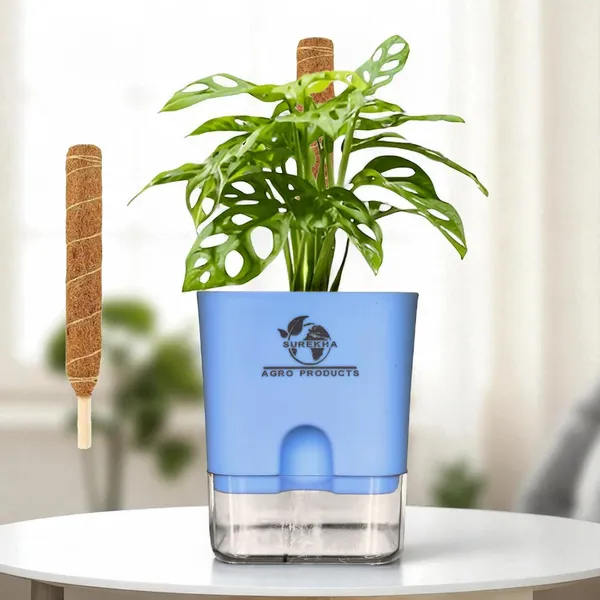 Philodendron_Broken_Heart_Plant_With_Self_Watering_Pot