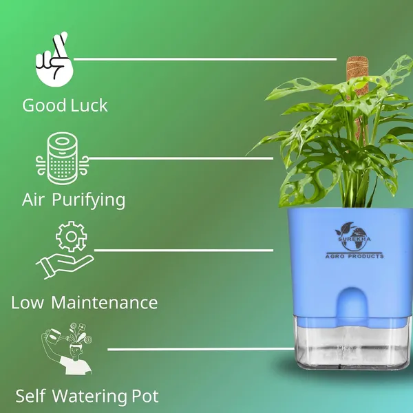 Philodendron_Broken_Heart_Plant_With_Self_Watering_Pot