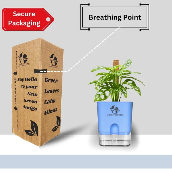 Philodendron_Broken_Heart_Plant_With_Self_Watering_Pot