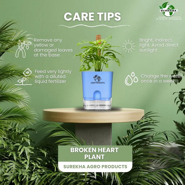 Philodendron_Broken_Heart_Plant_With_Self_Watering_Pot