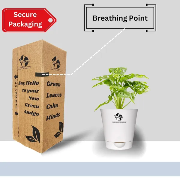 Philodendron_Broken_Heart_Plant_With_Self_Watering_Pot