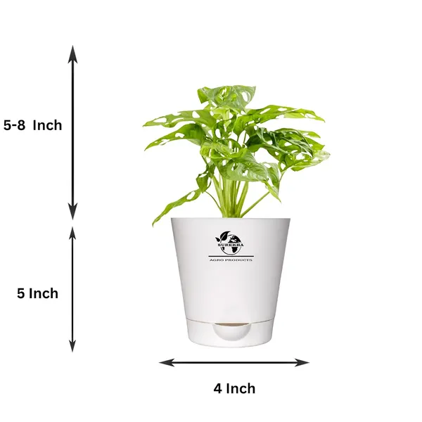 Philodendron_Broken_Heart_Plant_With_Self_Watering_Pot