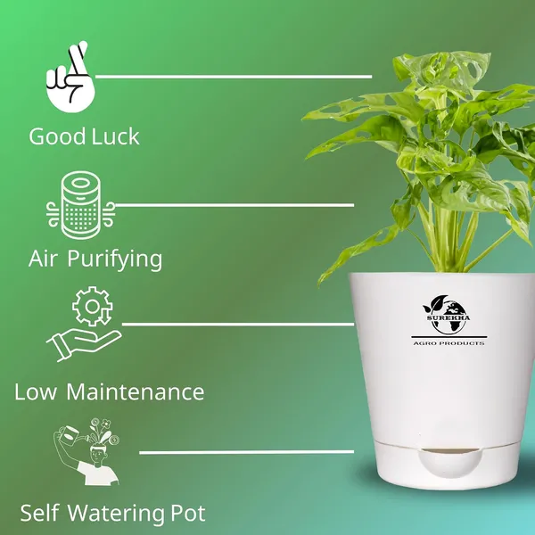 Philodendron_Broken_Heart_Plant_With_Self_Watering_Pot