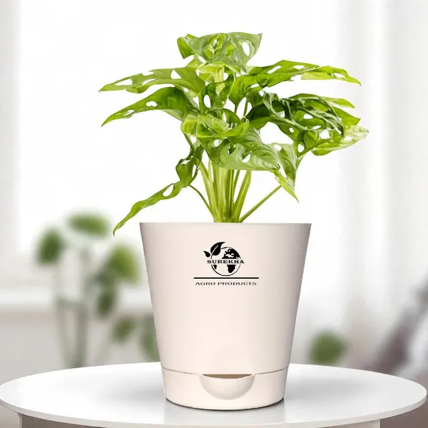 Philodendron_Broken_Heart_Plant_With_Self_Watering_Pot