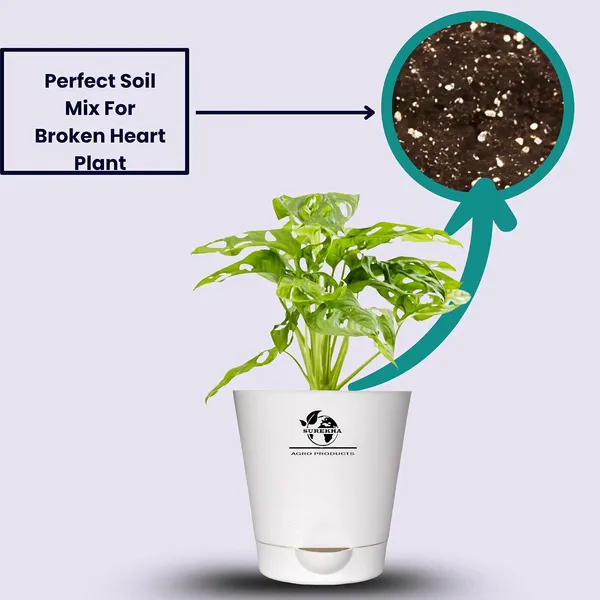Philodendron_Broken_Heart_Plant_With_Self_Watering_Pot