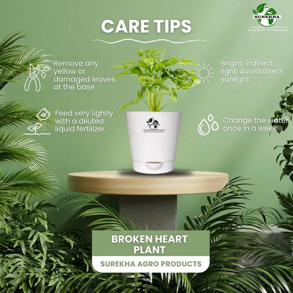 Philodendron_Broken_Heart_Plant_With_Self_Watering_Pot