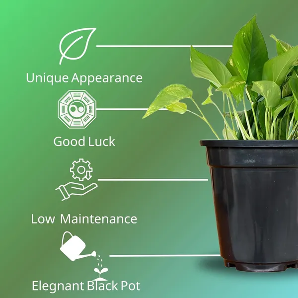 Money_Plant_With_Pot