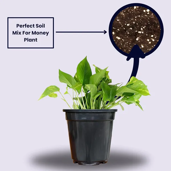 Money_Plant_With_Pot